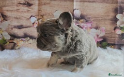 French Bulldog dogs for sale: Welcome to the Fluffy Crew 🥰 - Advert 39