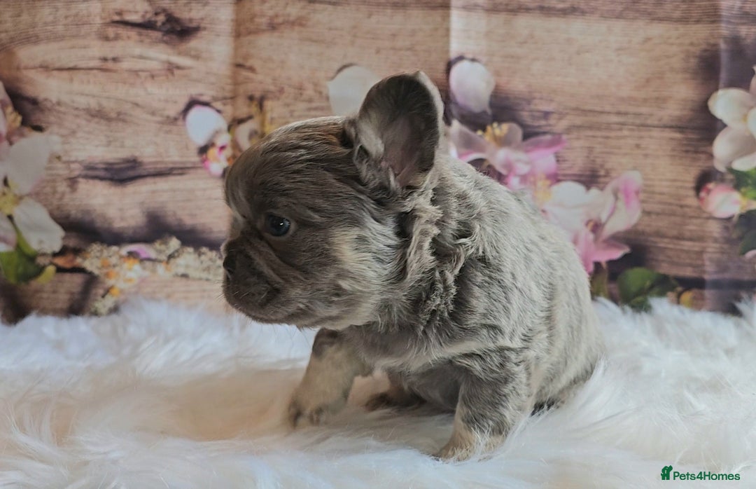 French Bulldog dogs for sale: Welcome to the Fluffy Crew 🥰 - Advert 39