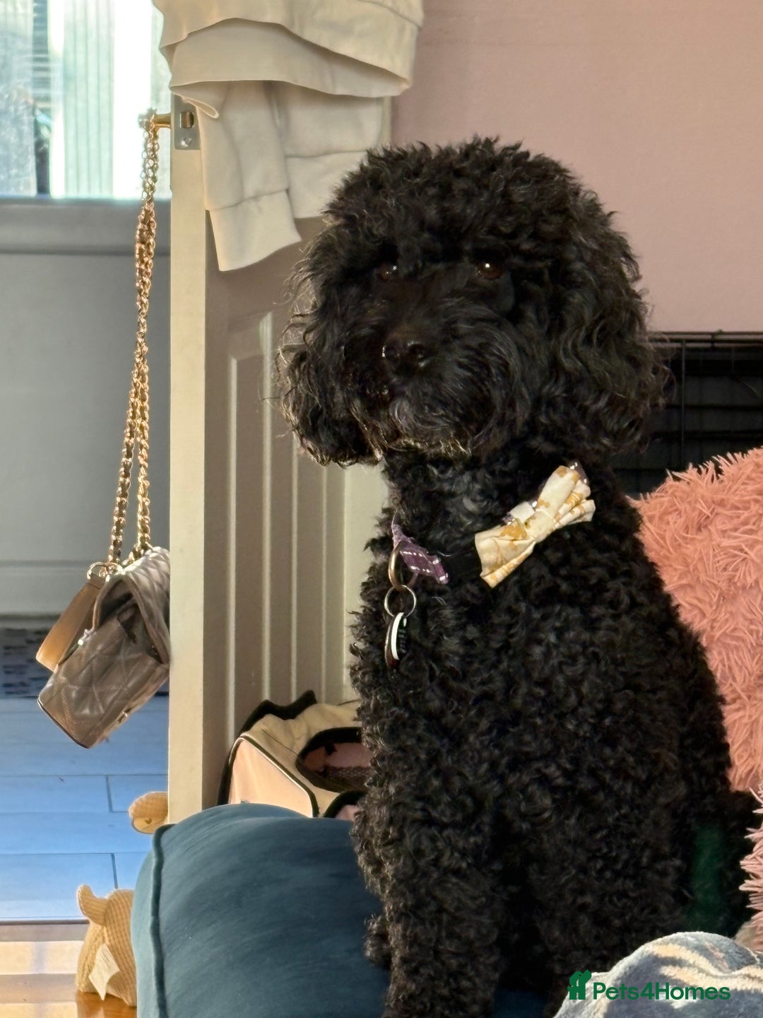 Cockapoo dogs for sale: F1b cockapoo puppies - Advert 1