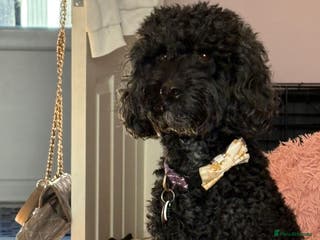 Cockapoo dogs F1b cockapoo puppies - Advert 18