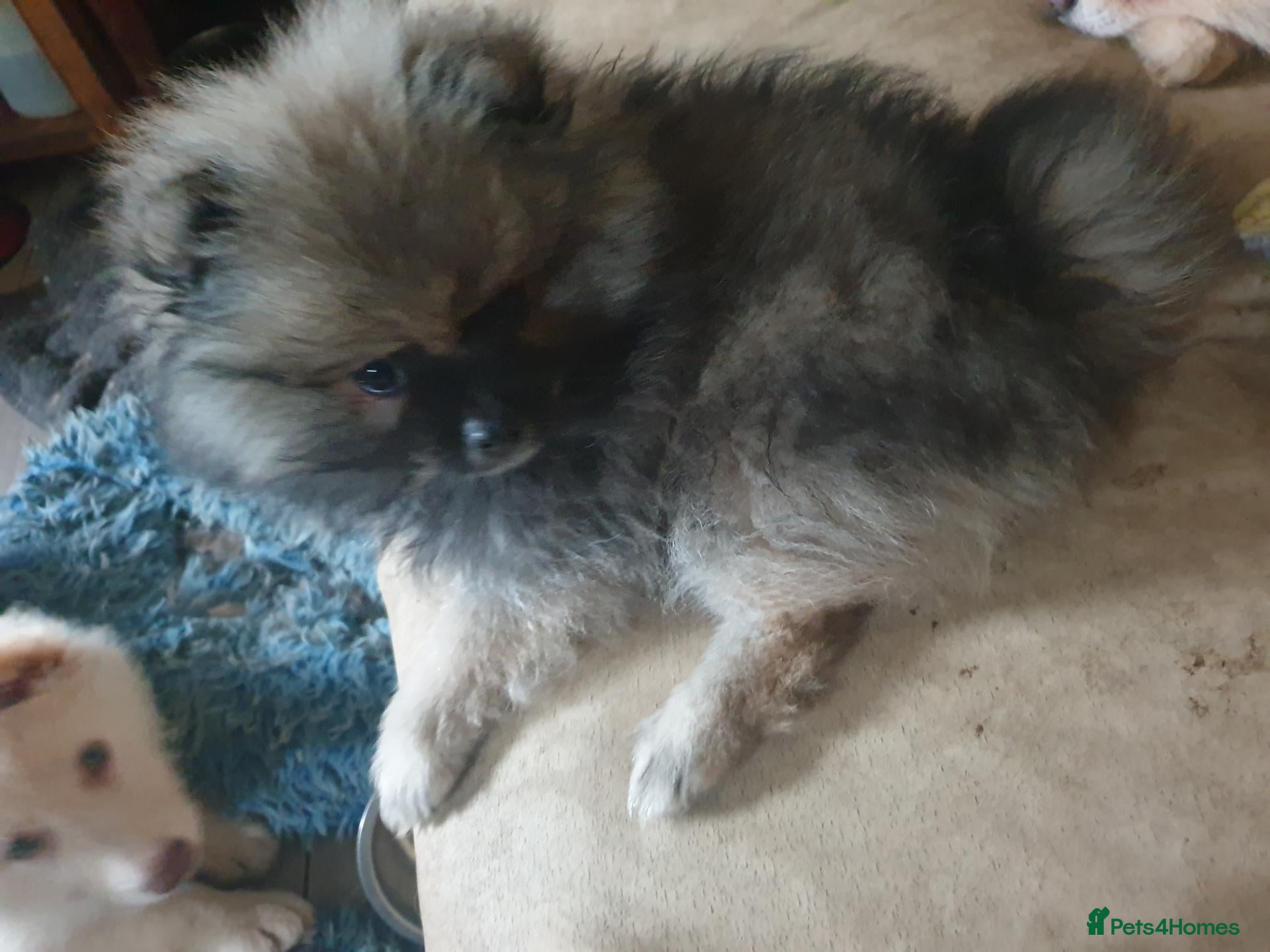 Pomeranian dogs Pomeranian puppies ready now - Advert 17