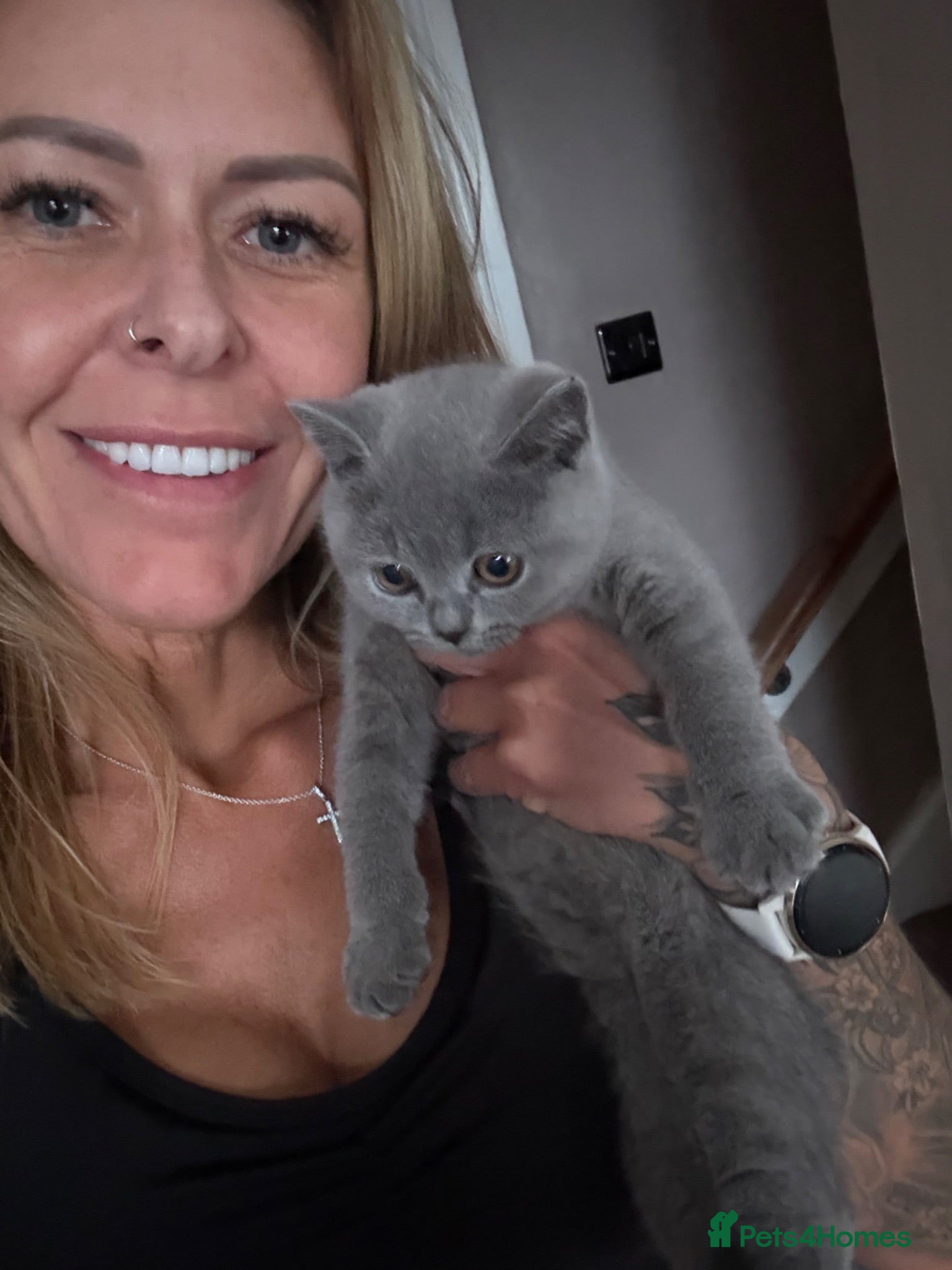 British Shorthair cats ACTIVE British shorthair  - Advert 1