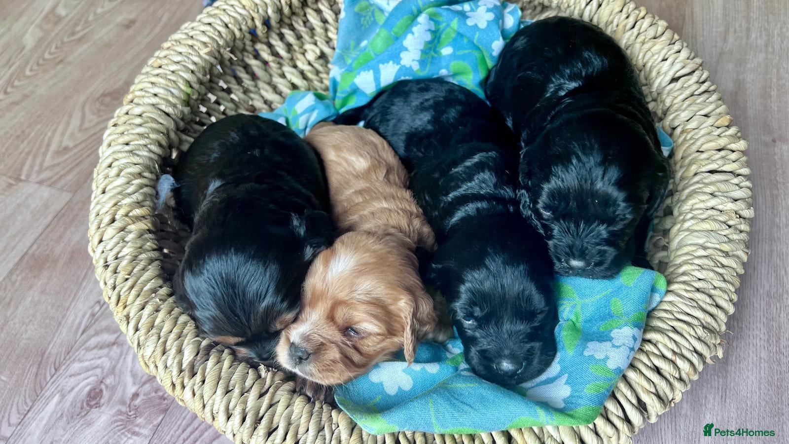 Cavapoo dogs Beautiful Cavapoo Puppies - Advert 1