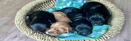 Cavapoo dogs for sale: Beautiful Cavapoo Puppies in Darlington - Advert 1