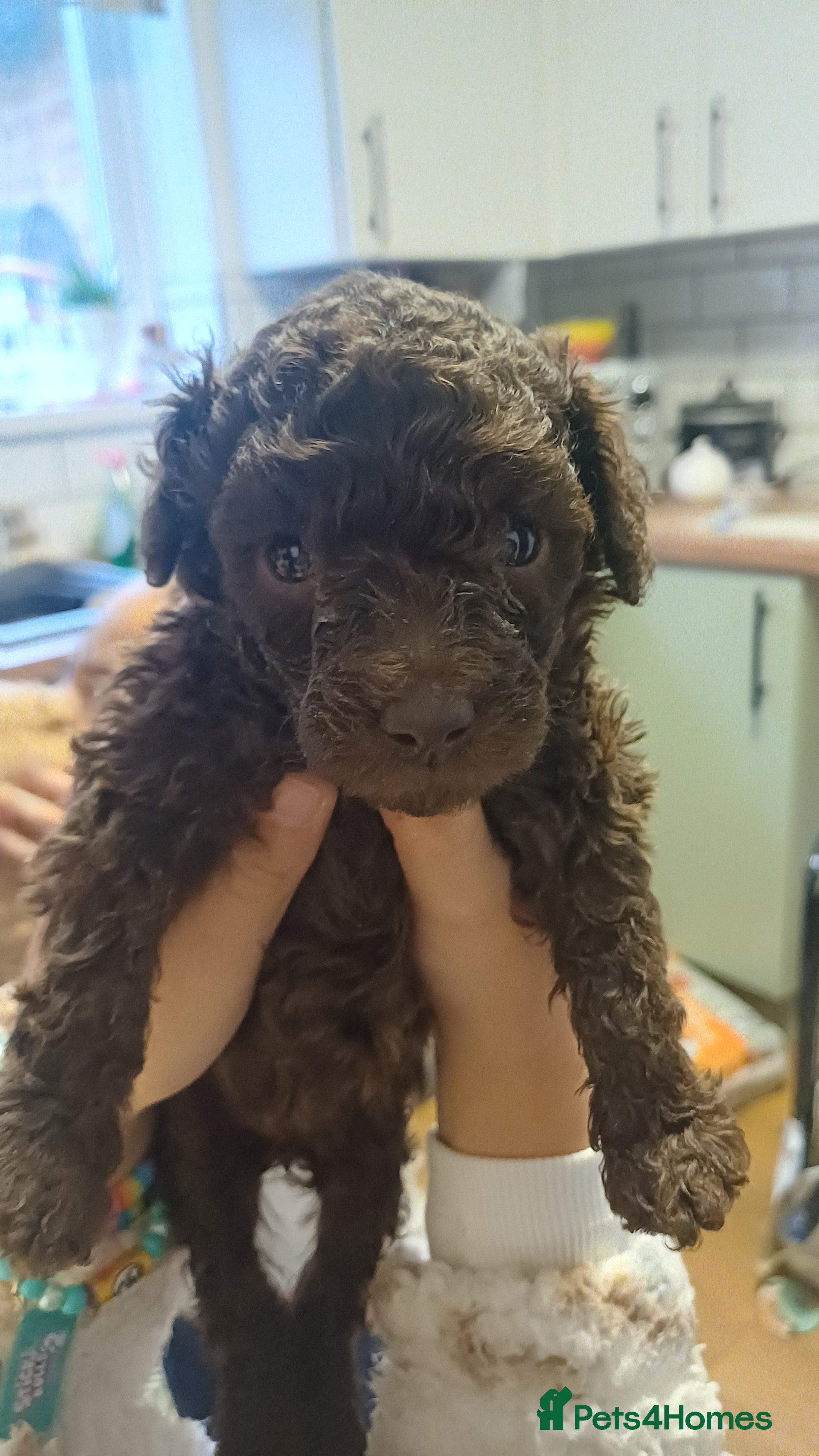 Toy Poodle dogs Female toy poodles chocolate & apricot  - Advert 8