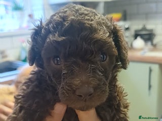 Toy Poodle dogs Female toy poodles chocolate & apricot - Advert 8