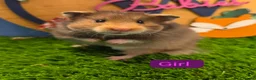 Hamster rodents for sale: Syrian Hamster Babies Male Female Well Handled   - Advert 3