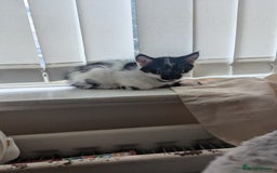 Mixed Breed cats for sale: Kitten - Image 9