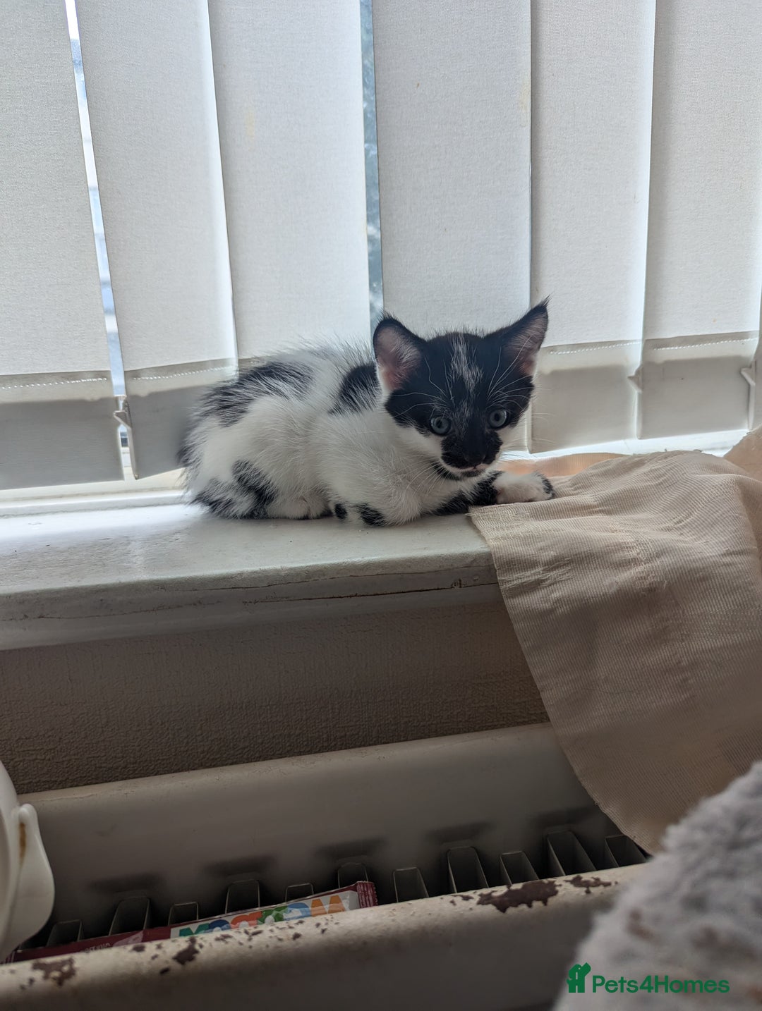 Mixed Breed cats for sale: Kitten - Image 9