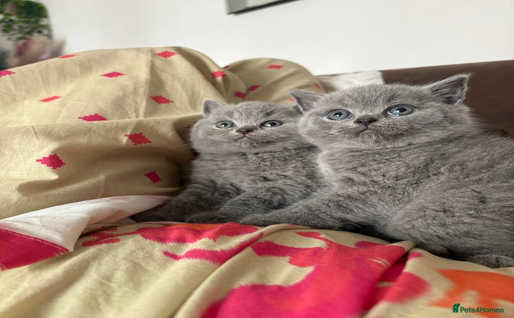British Shorthair cats - Advert 15