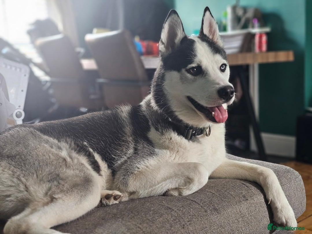 Siberian Husky dogs for sale: Husky for rehoming  - Image 6