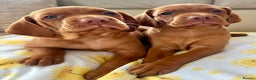 Hungarian Vizsla dogs for sale: Healthy Hungarian Vizlas puppies!! - Advert 4