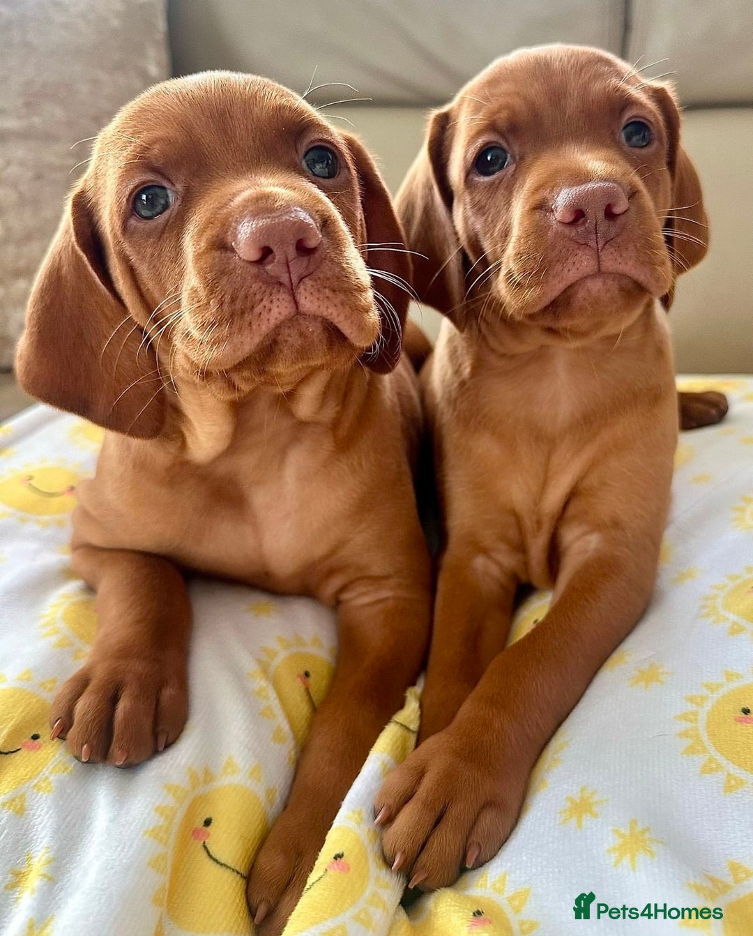 Hungarian Vizsla dogs for sale: Healthy Hungarian Vizlas puppies!! - Advert 4