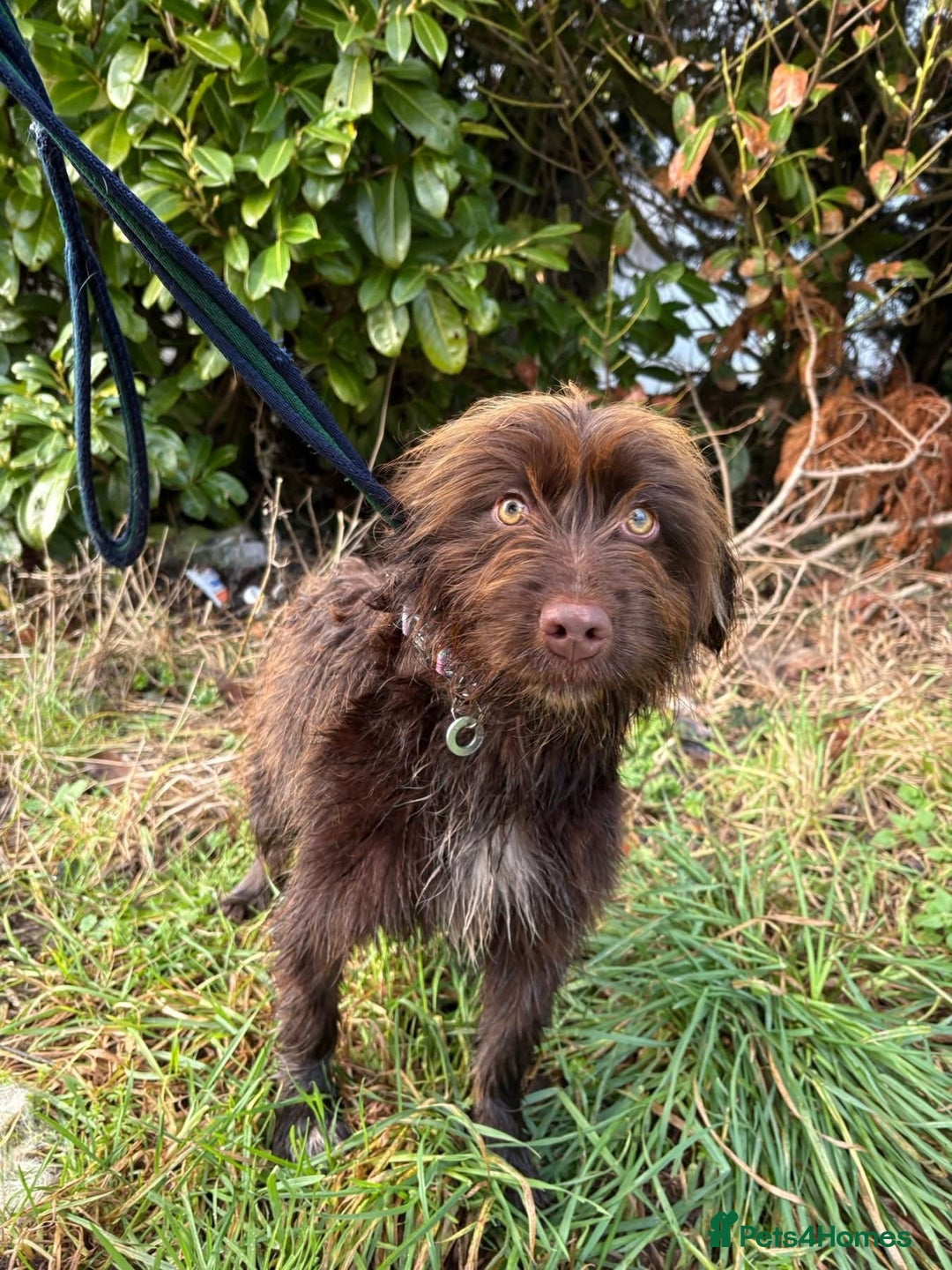 Mixed Breed dogs for adoption: Hazel - Norwich Norfolk  - Advert 5