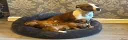 Staffordshire Bull Terrier dogs for sale:  red staffordshire bullterrier puppies 🐶  - Advert 15
