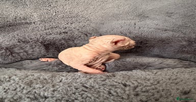 Sphynx cats - Advert 6