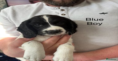 English Springer Spaniel dogs - Advert 8