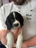 English Springer Spaniel dogs - Advert 14