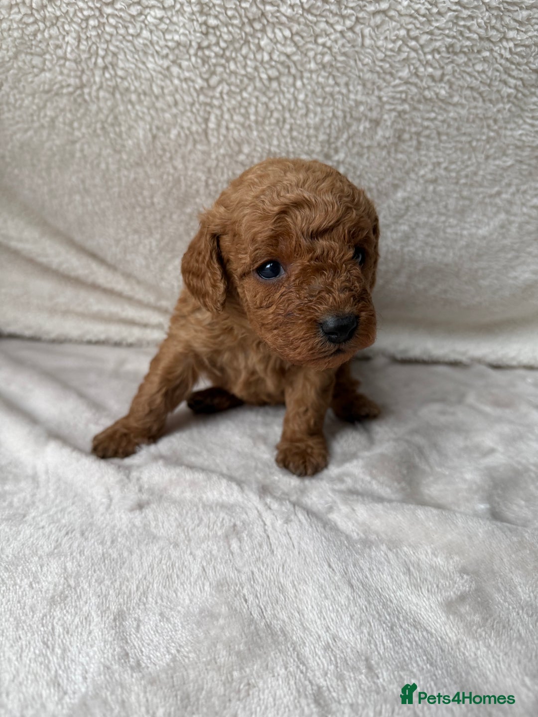 Cavapoo dogs for sale: Adorable Cavapoo Puppies - Advert 2
