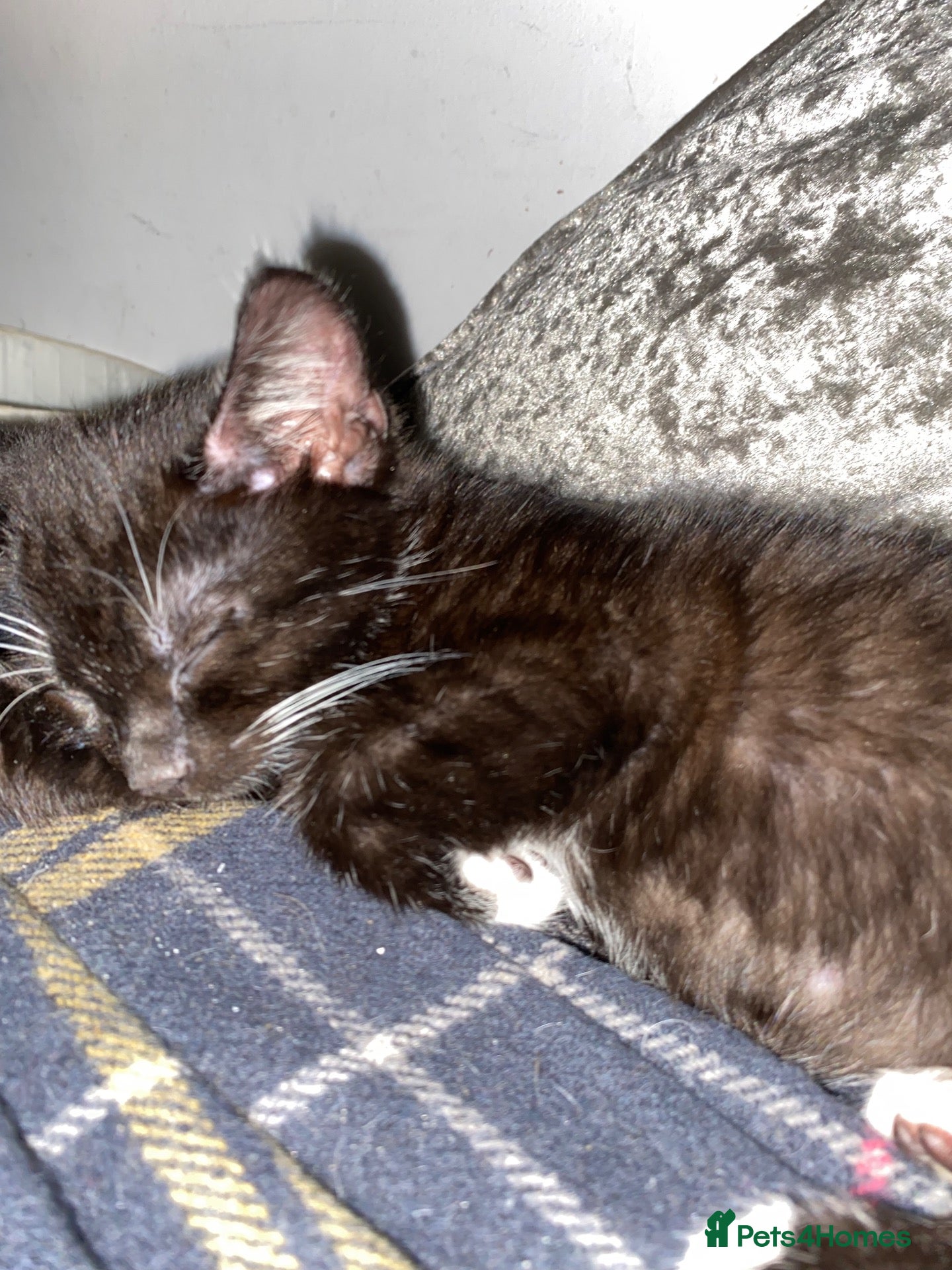 Mixed Breed cats Kittens - Advert 2