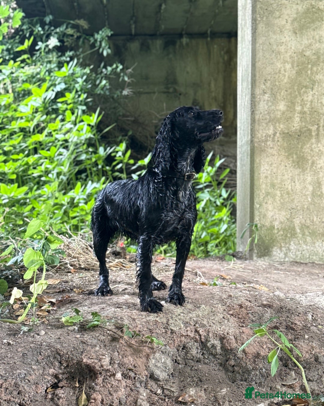 Cocker Spaniel dogs for sale: 3 year old Female Cocker Spaniel  - Image 5