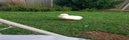 Ducks poultry for sale: 2 x Drakes and/or 8 x hens in need of a good home in Chard - Advert 6