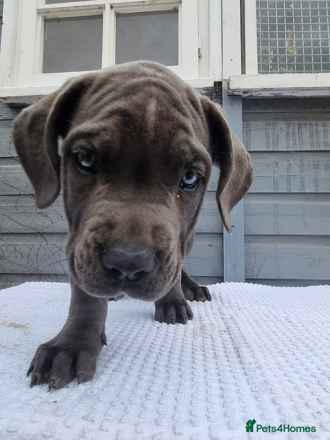 Cane Corso dogs for sale: Italian cane corso puppies  - Image 17