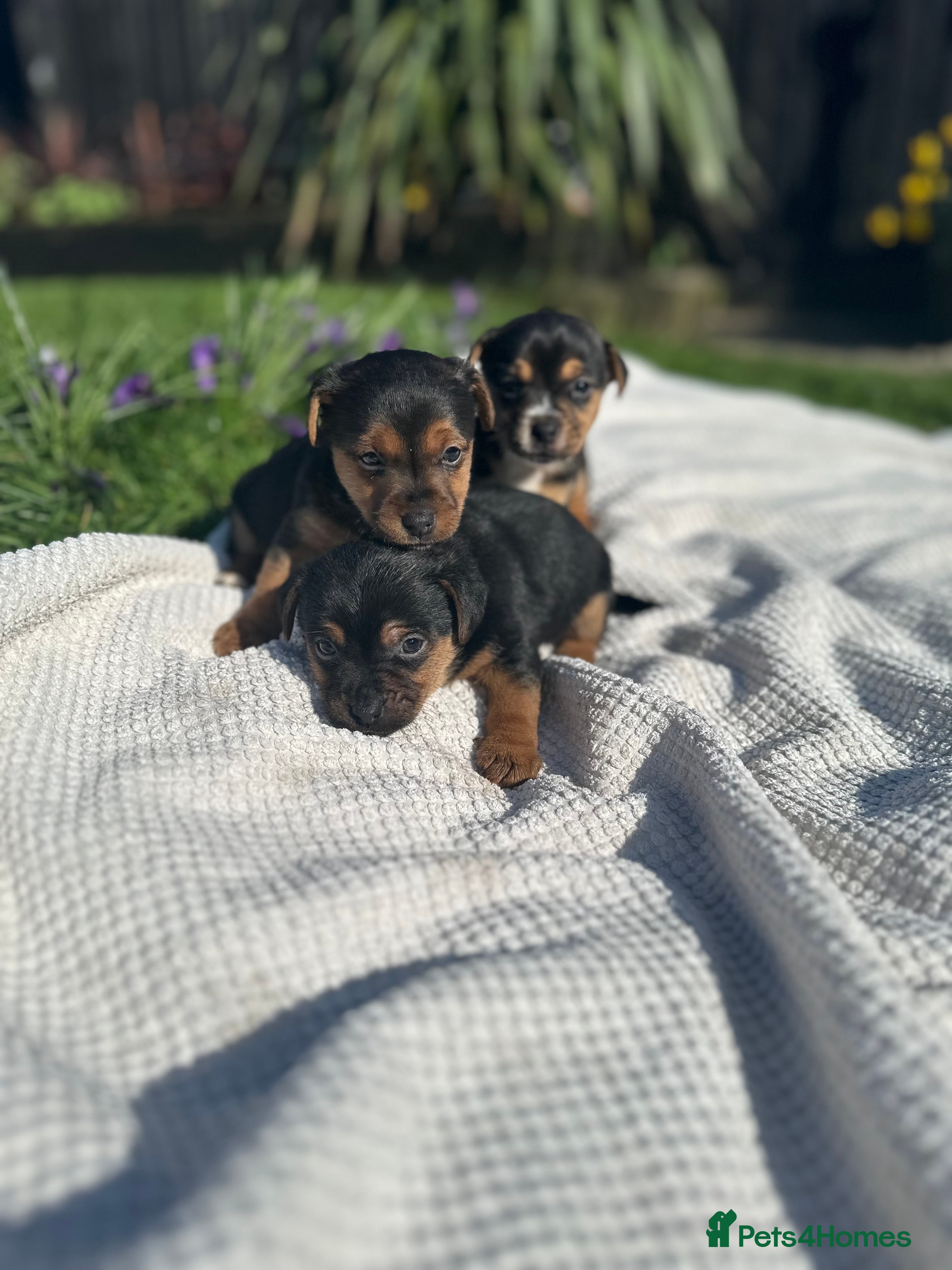Jack Russell dogs Jack Russell puppies (mini, smooth, black & tan)  - Advert 5