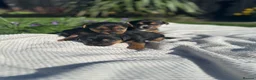 Jack Russell dogs for sale: Jack Russell puppies (mini, smooth, black & tan)  - Advert 1