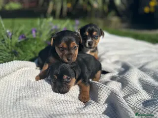 Jack Russell dogs Jack Russell puppies (mini, smooth, black & tan) - Advert 2