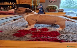 English Bull Terrier dogs for sale: 4 English bull terrier pups 2 male 2 female  - Image 5