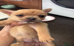 Mixed Breed dogs for sale: FrenchieXPomeranian  - Image 15