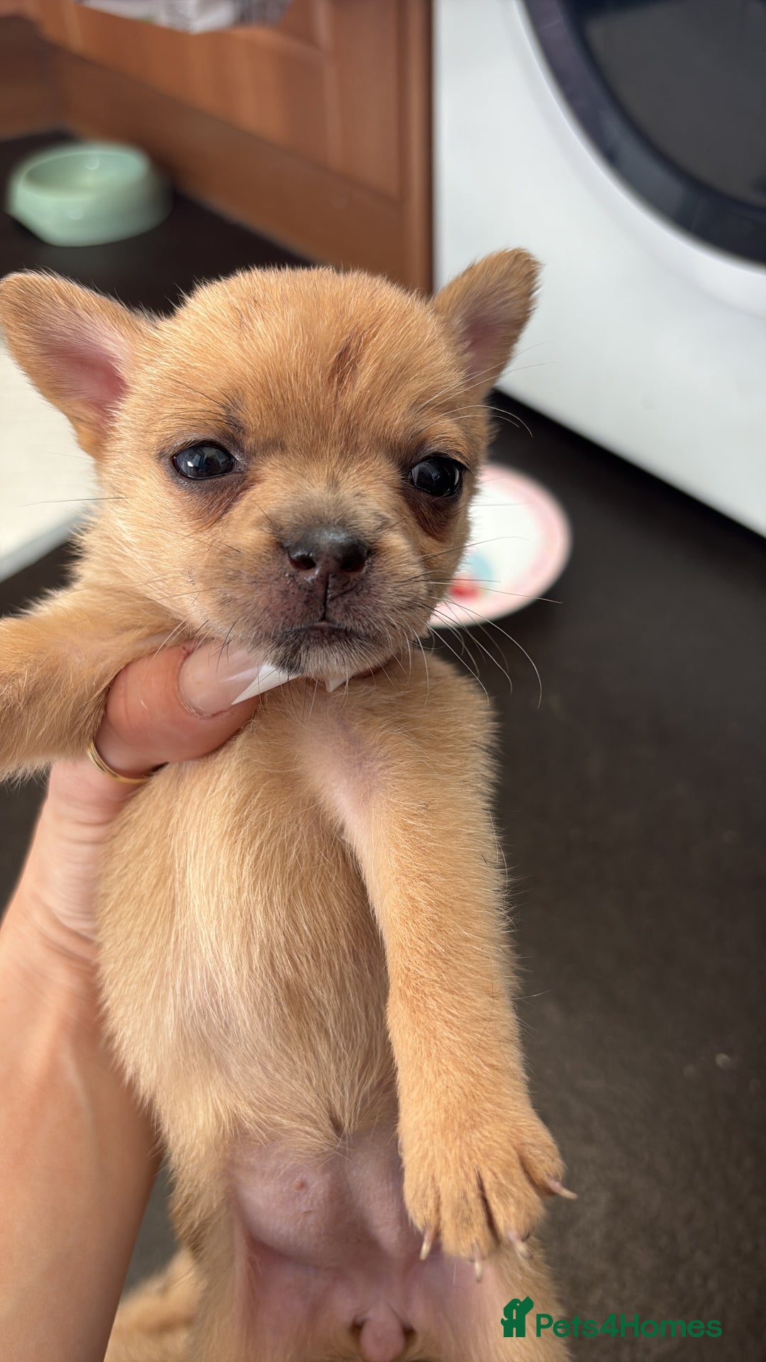 Mixed Breed dogs for sale: FrenchieXPomeranian  - Image 15