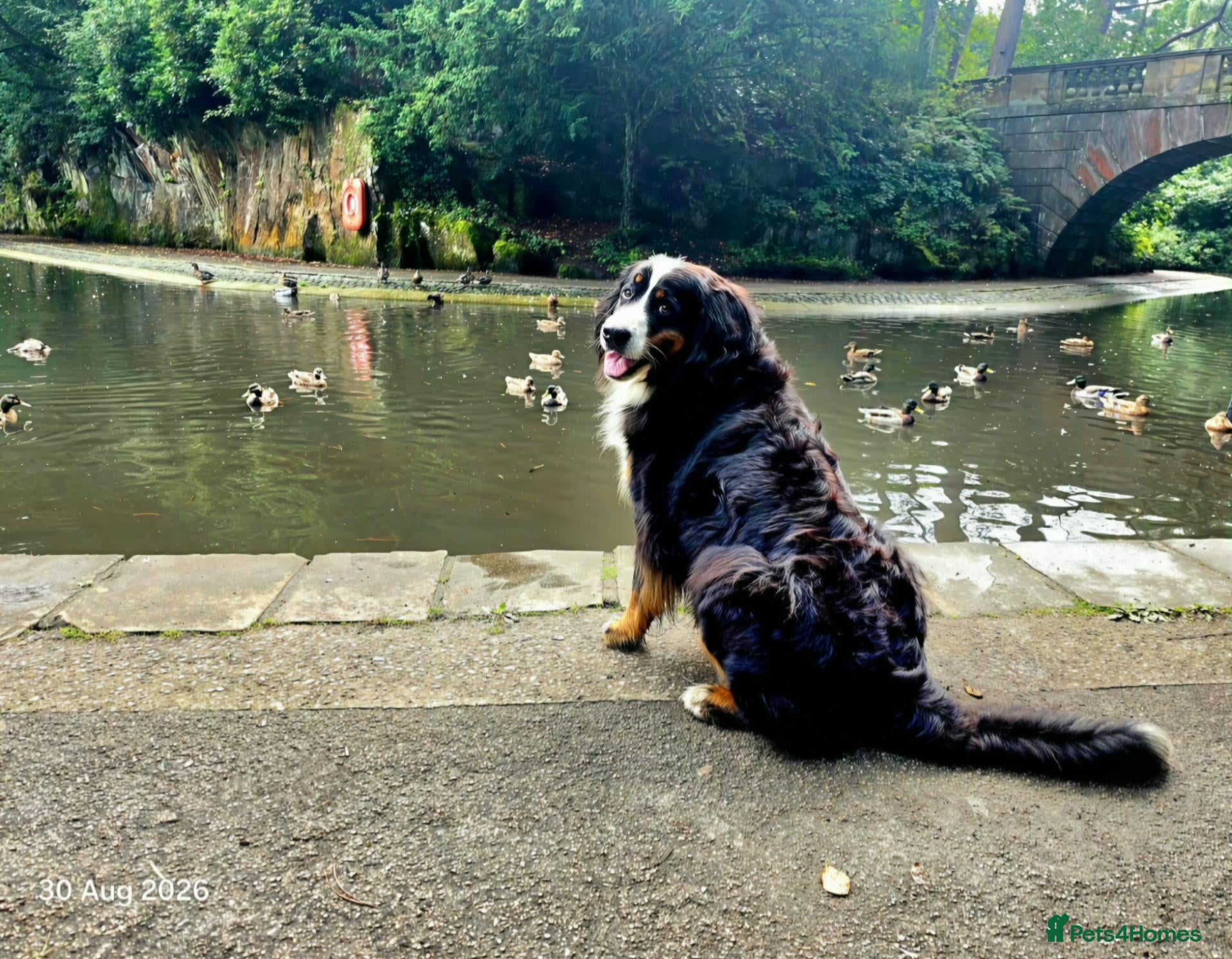 Bernese Mountain Dog dogs 🐾 Seven Beautiful Bernese Mountain Dog Puppies. - Advert 2