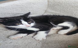 Mixed Breed cats for sale:  🐾 Adorable Kittens Ready for Loving Homes 🐾 - Image 10