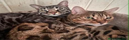 Bengal cats for sale: Retired breeding adults req. purrever pet homes 🐆 in Scunthorpe - Advert 10