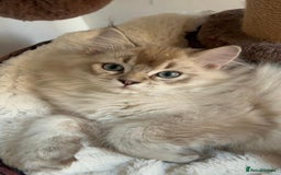 Ragdoll cats for sale: Beautiful Ragdoll Cross Male Kitten - Image 3