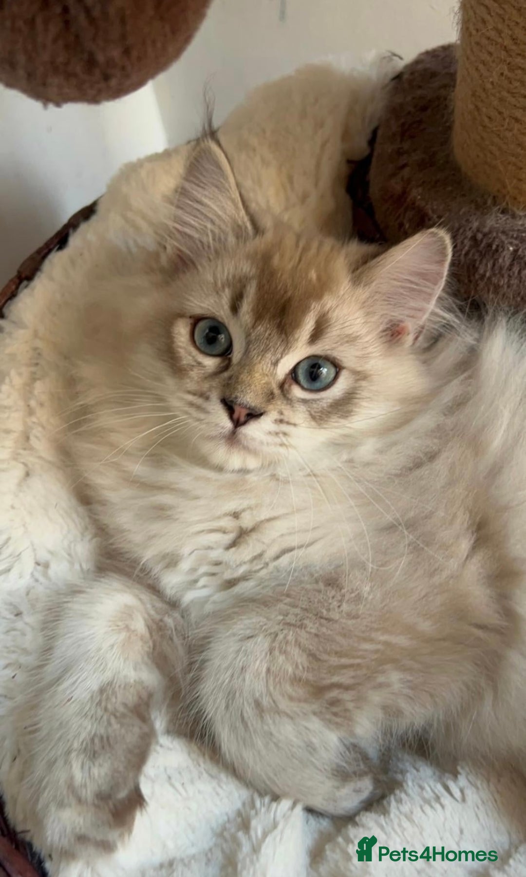 Ragdoll cats for sale: Beautiful Ragdoll Cross Male Kitten - Image 3