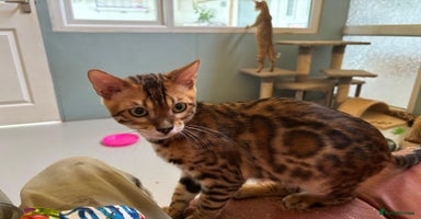 Bengal cats - Advert 2