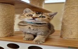 British Shorthair cats for sale:  Super friendly /lap Bsh kittens 2left😍 - Image 13