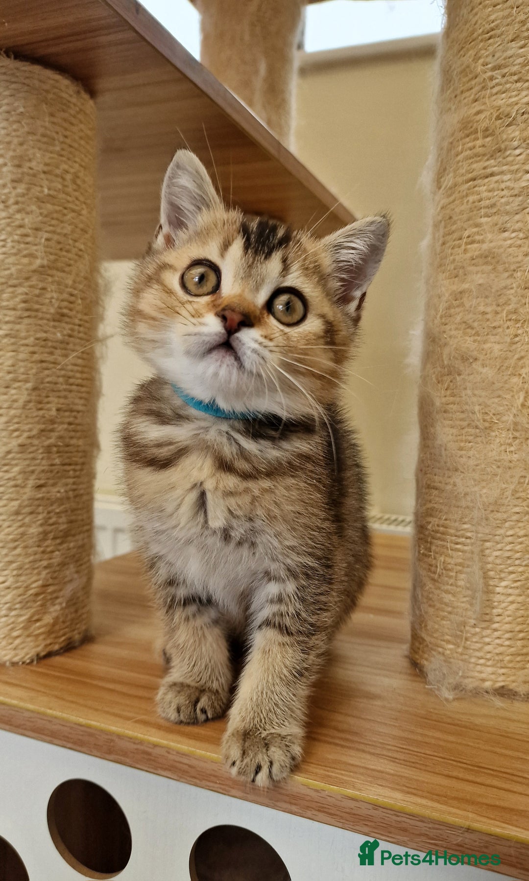 British Shorthair cats for sale:  Super friendly /lap Bsh kittens 2left😍 - Image 13