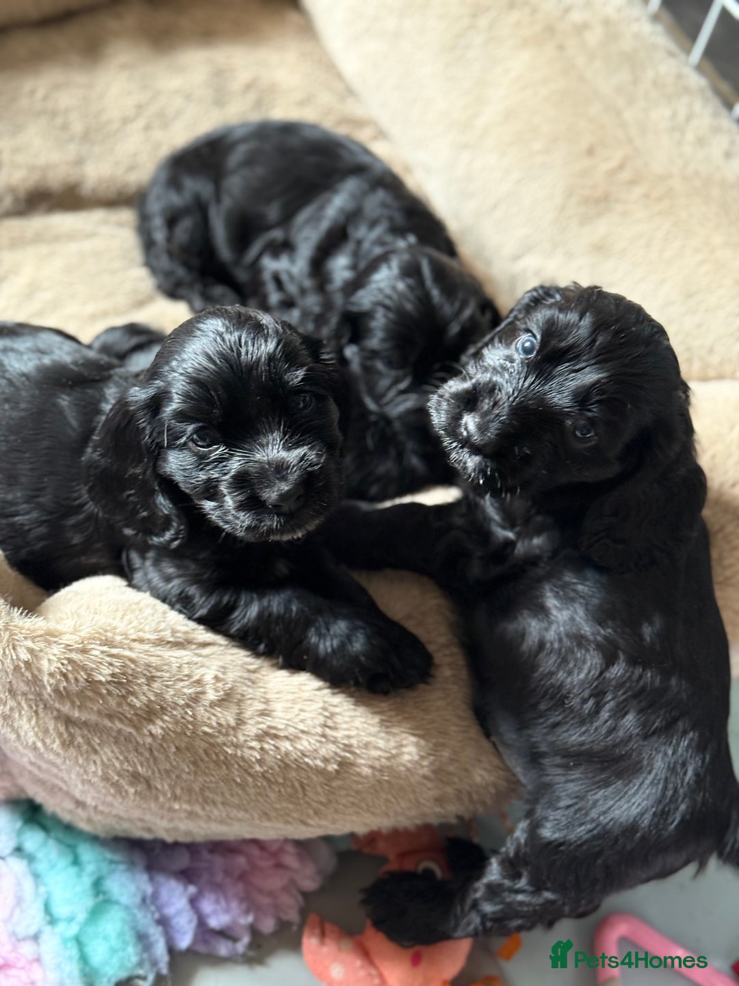 Cocker Spaniel dogs for sale: KC Reg Show cocker spaniel pups - Image 15