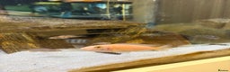 Cichlids fish for sale: Malawi cichlids for sale  - Advert 7