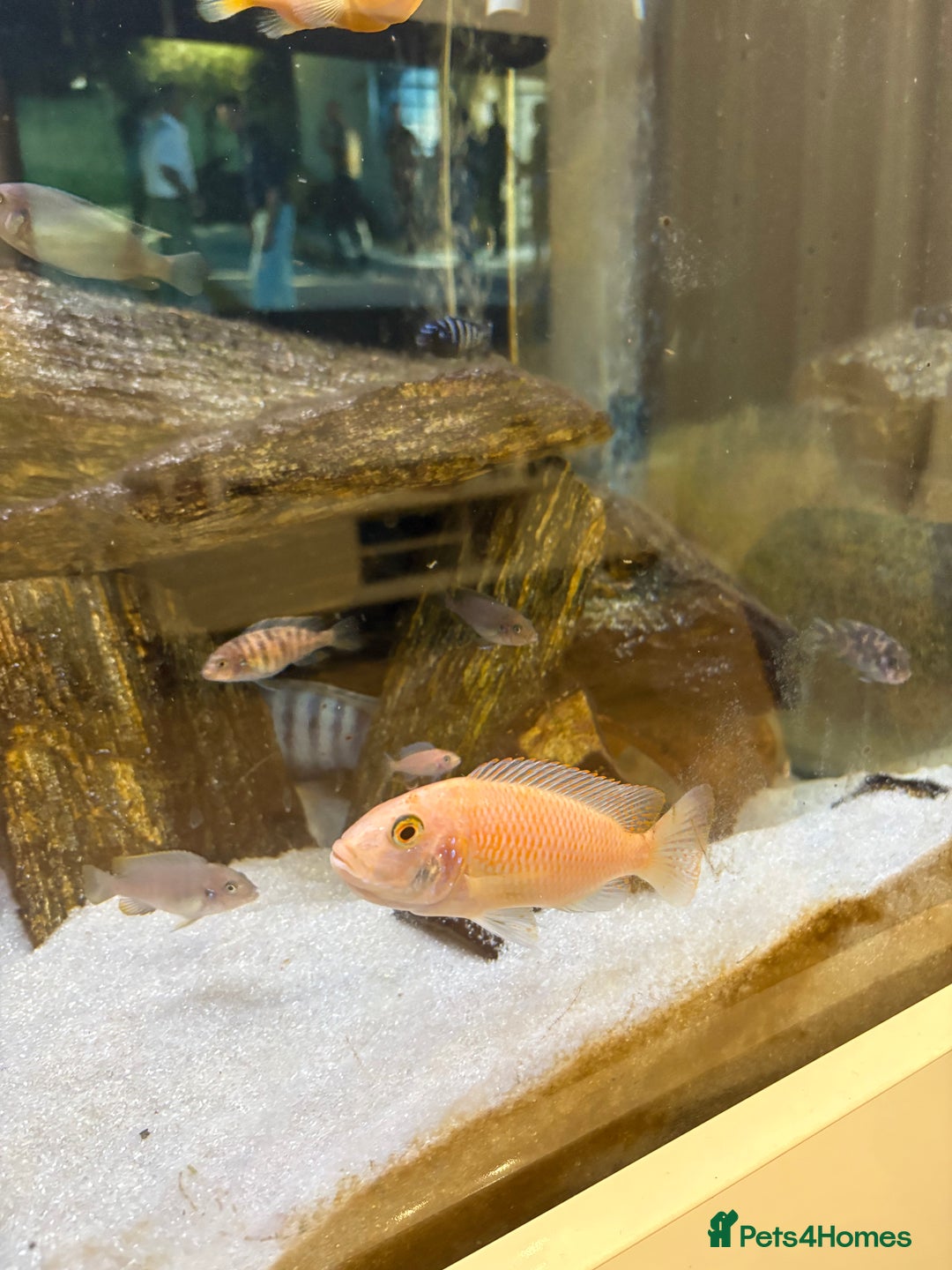 Cichlids fish for sale: Malawi cichlids for sale  - Advert 7