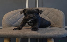 Patterdale Terrier dogs for sale: Patterdale Working Pups Ready To Go - Image 8