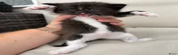 Maine Coon cats for sale: Maine Coon X’s - Advert 9