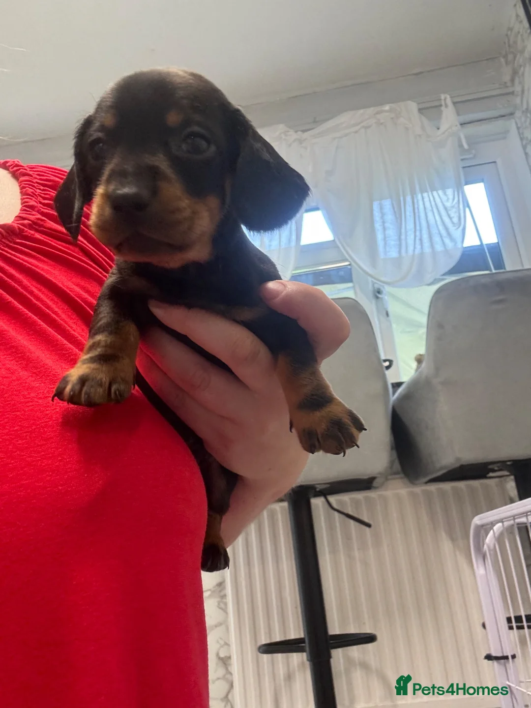 Dachshund dogs for sale: 4 beautiful boys  - Advert 26