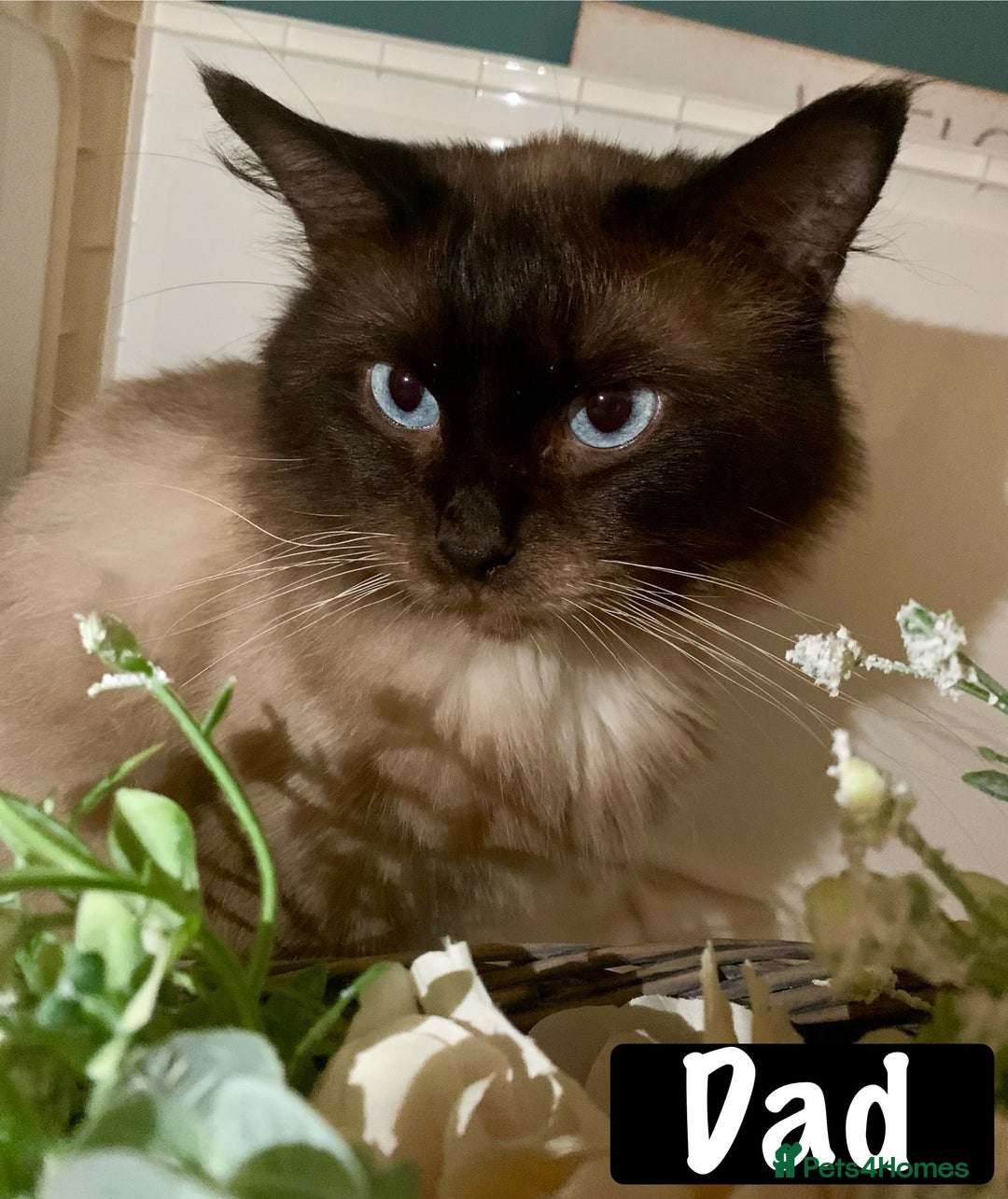 Mixed Breed cats for sale: Beautiful kittens Ready Now ( Kitten pack) - Image 33