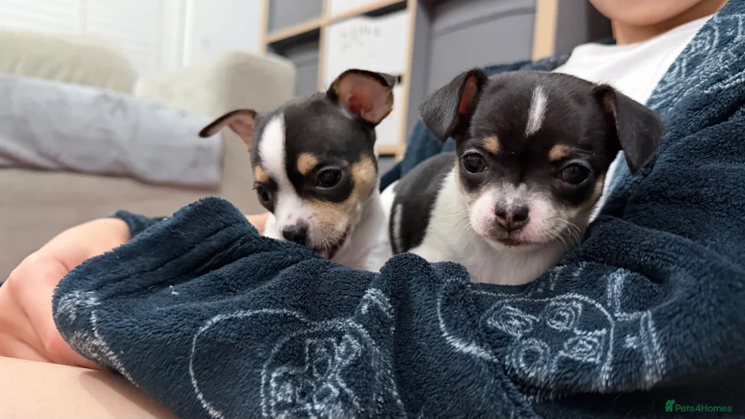 Chihuahua dogs for sale: Chihuahua Puppies  - Advert 5