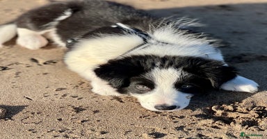 Border Collie dogs - Advert 12